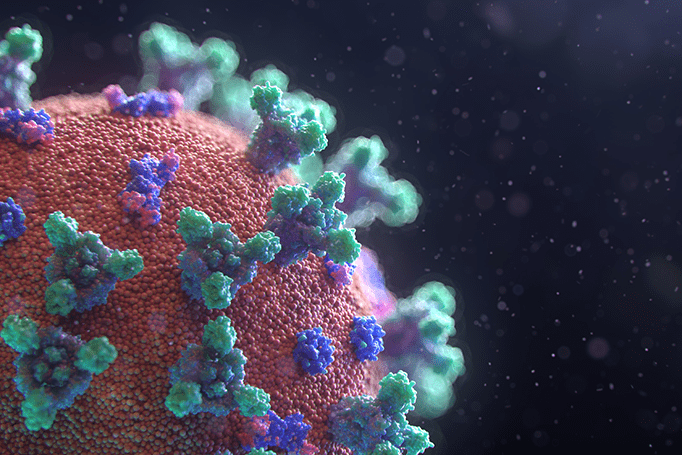 Image of the Coronavirus